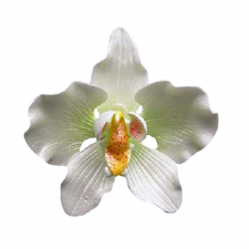 Flower - Phalaenopis - Lrg - Green