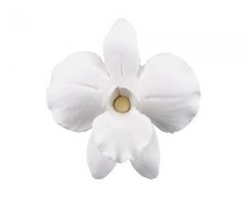 Flower - African Orchid - Sml - White