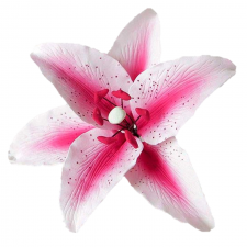 Flower - Stargazer Lily- Pink