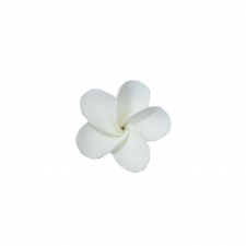 Flower - Frangipani - Small - White