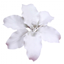 Flower - Stargazer Lily- White